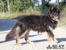 DERICK, Hund, Mischlingshund in Slowakische Republik - Bild 8