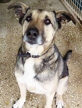 CHEWBACA, Hund, Mischlingshund in Spanien
