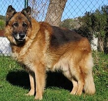 BORIS, Hund, Deutscher Schäferhund in Spanien