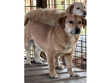 RICK, Hund, Mischlingshund in Rumänien - Bild 6