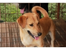 RICK, Hund, Mischlingshund in Rumänien - Bild 7