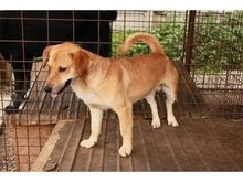 RICK, Hund, Mischlingshund in Rumänien - Bild 8