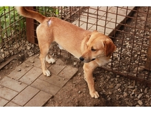 RICK, Hund, Mischlingshund in Rumänien - Bild 9