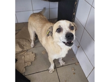 LUCKY, Hund, Mischlingshund in Rumänien - Bild 5