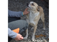 LUCKY, Hund, Mischlingshund in Rumänien - Bild 8