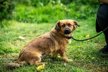 DOTTIE, Hund, Mischlingshund in Ungarn - Bild 1