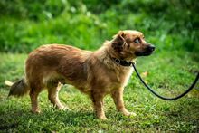 DOTTIE, Hund, Mischlingshund in Ungarn - Bild 2
