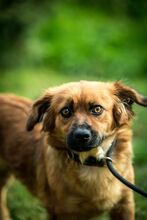 DOTTIE, Hund, Mischlingshund in Ungarn - Bild 3