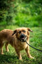 DOTTIE, Hund, Mischlingshund in Ungarn - Bild 4