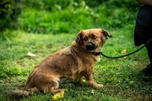 DOTTIE, Hund, Mischlingshund in Ungarn - Bild 5