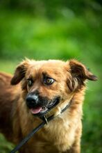 DOTTIE, Hund, Mischlingshund in Ungarn - Bild 6