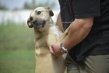 BELA, Hund, Mischlingshund in Ungarn - Bild 1