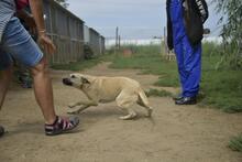 BELA, Hund, Mischlingshund in Ungarn - Bild 5