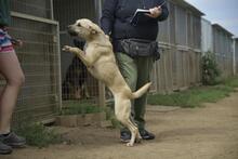BELA, Hund, Mischlingshund in Ungarn - Bild 6