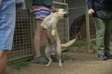 BELA, Hund, Mischlingshund in Ungarn - Bild 7