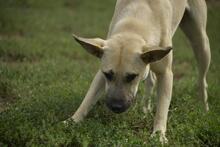 BELA, Hund, Mischlingshund in Ungarn - Bild 9