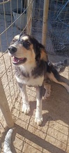 PELAGIA, Hund, Mischlingshund in Griechenland - Bild 10