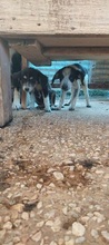 PELAGIA, Hund, Mischlingshund in Griechenland - Bild 14