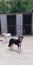 PELAGIA, Hund, Mischlingshund in Griechenland - Bild 2