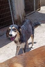 PELAGIA, Hund, Mischlingshund in Griechenland - Bild 3