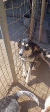 PELAGIA, Hund, Mischlingshund in Griechenland - Bild 4