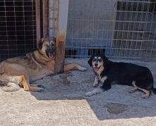 PELAGIA, Hund, Mischlingshund in Griechenland - Bild 5
