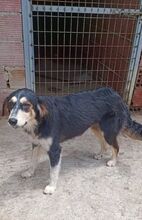 PELAGIA, Hund, Mischlingshund in Griechenland - Bild 9
