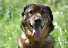 MANTHOS, Hund, Mischlingshund in Griechenland - Bild 1