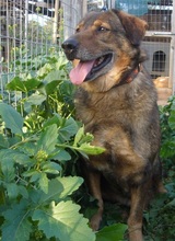 MANTHOS, Hund, Mischlingshund in Griechenland - Bild 10