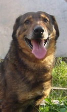 MANTHOS, Hund, Mischlingshund in Griechenland - Bild 11