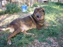 MANTHOS, Hund, Mischlingshund in Griechenland - Bild 12