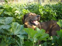MANTHOS, Hund, Mischlingshund in Griechenland - Bild 13