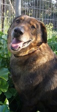 MANTHOS, Hund, Mischlingshund in Griechenland - Bild 14