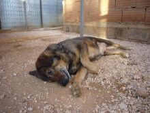 MANTHOS, Hund, Mischlingshund in Griechenland - Bild 15