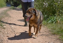 MANTHOS, Hund, Mischlingshund in Griechenland - Bild 2