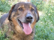 MANTHOS, Hund, Mischlingshund in Griechenland - Bild 4