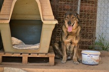 MANTHOS, Hund, Mischlingshund in Griechenland - Bild 5