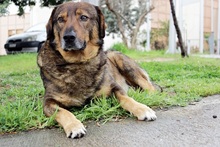 MANTHOS, Hund, Mischlingshund in Griechenland - Bild 8