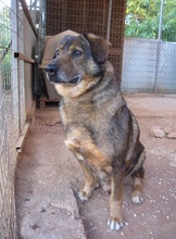 MANTHOS, Hund, Mischlingshund in Griechenland - Bild 9