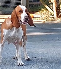 ALISON, Hund, Mischlingshund in Spanien - Bild 1