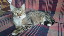 DARA, Katze, Hauskatze in Bulgarien