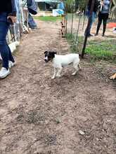 TRISH, Hund, Bodeguero Andaluz in Emmendingen - Bild 19