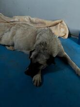 ISLA, Hund, Mastin Español in Spanien - Bild 9