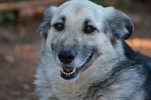 BALLOOBABE, Hund, Mischlingshund in Griechenland - Bild 1
