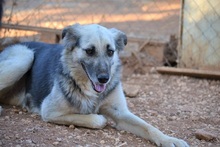 BALLOOBABE, Hund, Mischlingshund in Griechenland - Bild 10