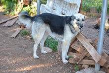 BALLOOBABE, Hund, Mischlingshund in Griechenland - Bild 12
