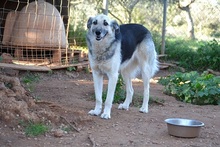 BALLOOBABE, Hund, Mischlingshund in Griechenland - Bild 13