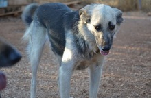 BALLOOBABE, Hund, Mischlingshund in Griechenland - Bild 8