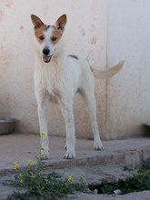 TOMMY, Hund, Mischlingshund in Spanien - Bild 3