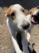 TOMMY, Hund, Mischlingshund in Spanien - Bild 4